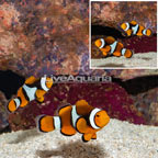 Wild Percula Clownfish, Pair (click for more detail)