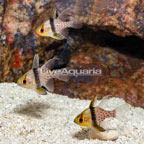 Pajama Cardinalfish, Trio  (click for more detail)
