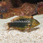 Leopard Wrasse EXPERT ONLY (click for more detail)