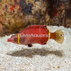 Yellow Banded Possum Wrasse  LIVE DIVE (click for more detail)