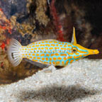 Orange Spot Filefish, Female (click for more detail)