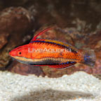 Pennant Fairy Wrasse  (click for more detail)