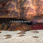 Oxina Cardinalfish, Trio (click for more detail)
