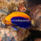 Flameback Angelfish (click for more detail)