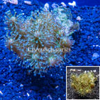 Devil's Hand Leather Coral Indonesia (click for more detail)