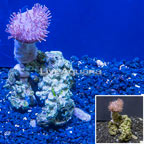 Toadstool Leather Coral Vietnam (click for more detail)