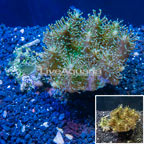 Devil's Hand Leather Coral Indonesia (click for more detail)