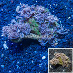 Xenia Coral Vietnam (click for more detail)