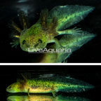 Melanistic Axolotl, GFP (click for more detail)