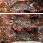 Regal Damselfish, Trio (click for more detail)