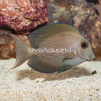 Orange Stripe Bristletooth Tang (click for more detail)
