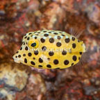 Cubicus Boxfish EXPERT ONLY (click for more detail)