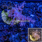 LiveAquaria® Cultured Pineapple Tree Coral  (click for more detail)