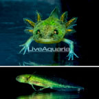 Neon melnistic Axolotl (click for more detail)