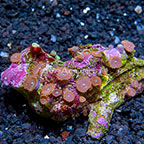 Red People Eater and Ultra Green Galaxy Colony Polyp Rock Zoanthus Indonesia IM (click for more detail)