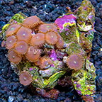 Red People Eater Colony Polyp Rock Zoanthus Indonesia IM (click for more detail)