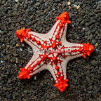 Knobby Red Sea Star  (click for more detail)