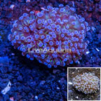 LiveAquaria® Cultured Grape Coral  (click for more detail)
