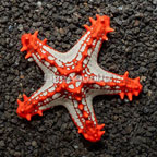 Knobby Red Sea Star  (click for more detail)