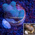 LiveAquaria® Cultured Stylophora Coral (click for more detail)