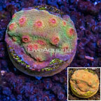 LiveAquaria® Cultured Ultra Cyphastrea Coral (click for more detail)