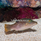 Blue Spotted Toby Puffer  (click for more detail)