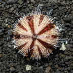 Halloween Urchin (click for more detail)