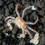 Pom Pom Crab  (click for more detail)