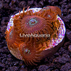 LiveAquaria® Houdini Zoanthus IM (click for more detail)