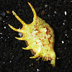 Spider Conch  (click for more detail)