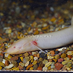 Albino Lungfish EXPERT ONLY (click for more detail)