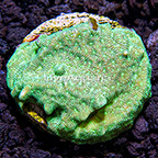 USA Cultured Mint Potato Chip Pavona Coral (click for more detail)