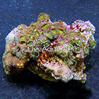 Combo Colony Polyp Rock Palythoa Indonesia (click for more detail)