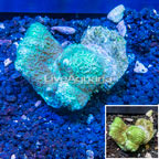 Hydnophora Coral Tonga (click for more detail)