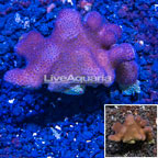 Stylophora Coral Tonga (click for more detail)