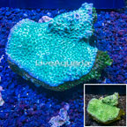 Hydnophora Coral Tonga (click for more detail)