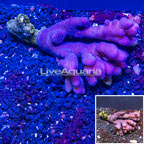 Pink Stylophora Coral Tonga (click for more detail)