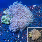 Xenia Coral Indonesia (click for more detail)