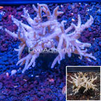 Sinularia Leather Coral Vietnam (click for more detail)