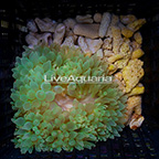 Bubble Tip Anemone Green (click for more detail)
