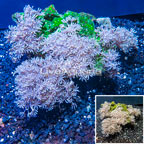 Xenia Coral Indonesia (click for more detail)
