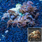 Waving Hand Coral Vietnam (click for more detail)