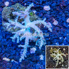 Sinularia Leather Coral Vietnam (click for more detail)