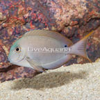 Lavender Tang  (click for more detail)