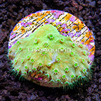 LiveAquaria® Cabbage Leather Coral (click for more detail)