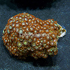 Ultra Horizons and Lemon Lime Snake Eyes Colony Polyp Rock Zoanthus Indonesia IM (click for more detail)
