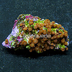 Red People Eater Colony Polyp Rock Zoanthus Indonesia IM (click for more detail)