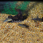 Synodontis Eupterus Catfish (Group of 3) (click for more detail)