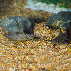 Synodontis Eupterus Catfish (Pair) (click for more detail)