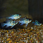 TCN Dark Blue Ram (Group of 4) EXPERT ONLY (click for more detail)